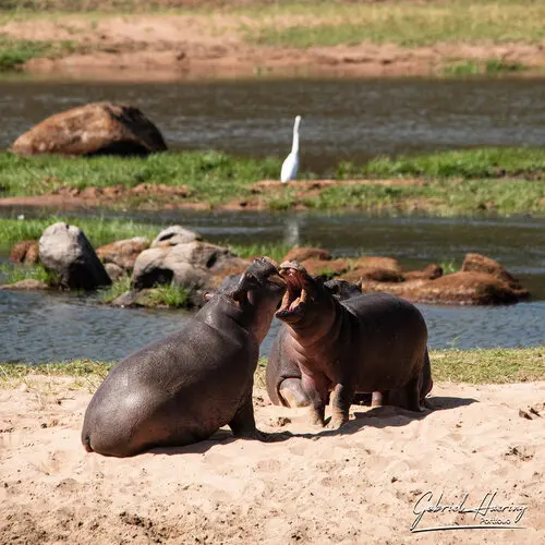 Photo safari visiting western Tanzania Ruaha National Park