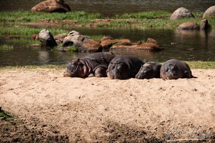 Photo safari visiting western Tanzania Ruaha National Park