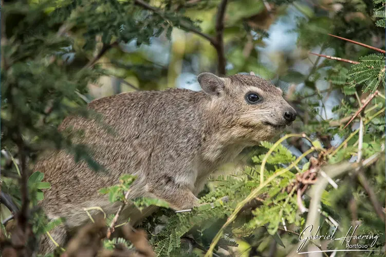 Photo safari visiting western Tanzania Ruaha National Park