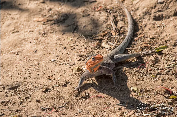 Photo safari visiting western Tanzania Ruaha National Park