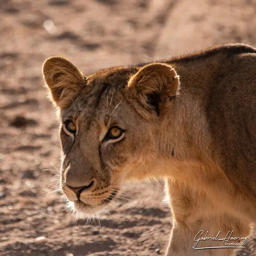 Photo safari visiting western Tanzania Ruaha National Park