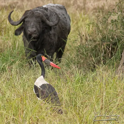 Private Photo safari Mikumi national park