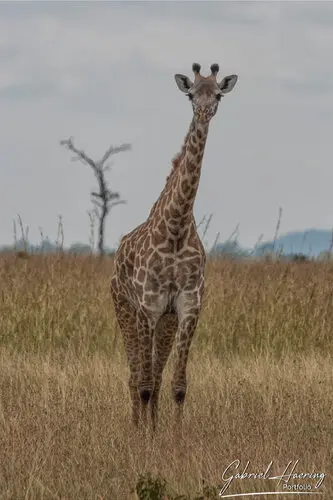 Private Photo safari Mikumi national park