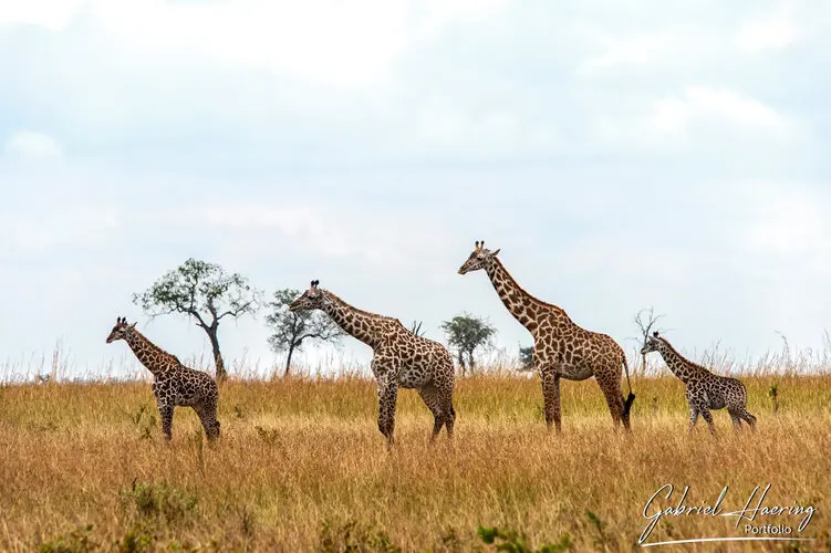 Private Photo safari Mikumi national park