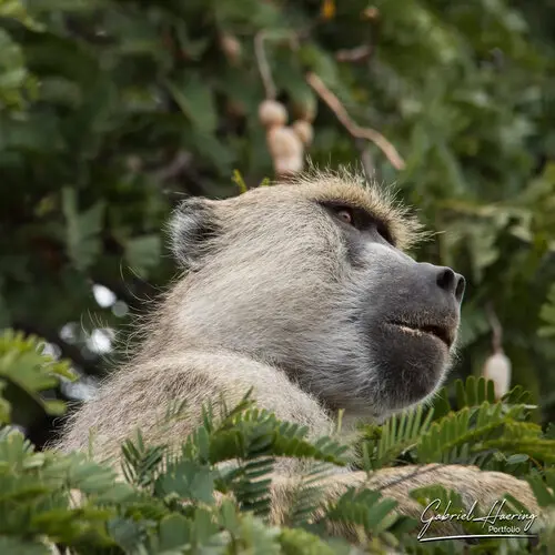 Private Photo safari Mikumi national park