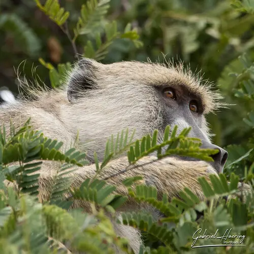 Private Photo safari Mikumi national park