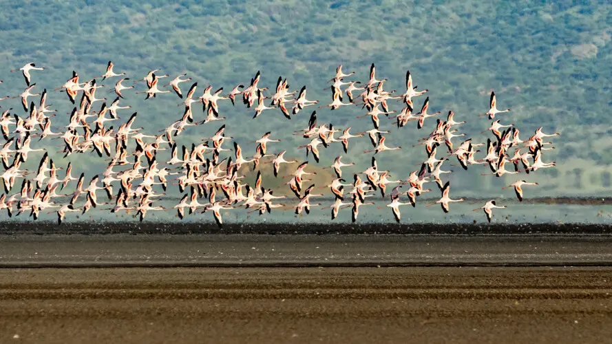 Lesser Flamingo Lake Natron