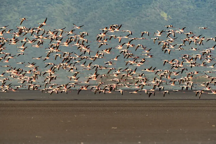 Lesser Flamingo Lake Natron