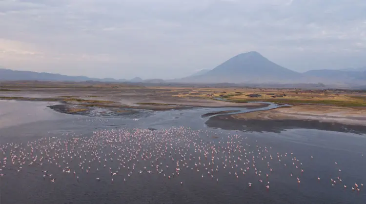 Lesser Flamingo Lake Natron