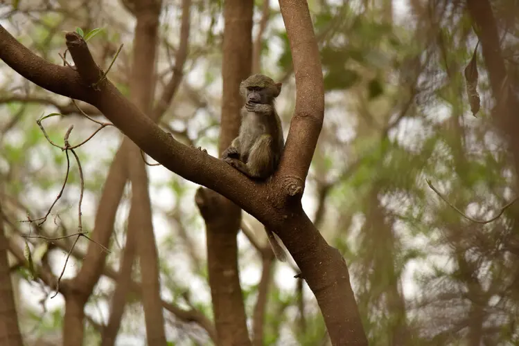 Photographic safari Lake Manyara