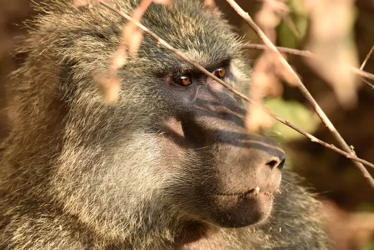 Photographic safari Lake Manyara