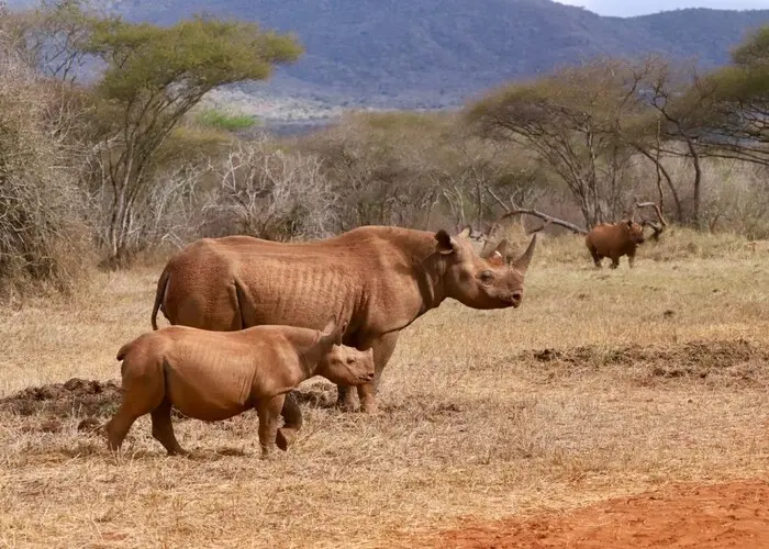 Visit Mkomazi NP Tanzania