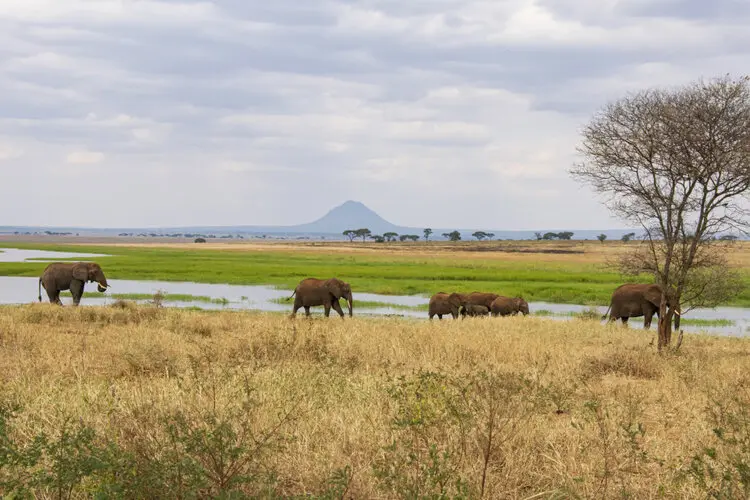 Northern Tanzania safari in Tarangire