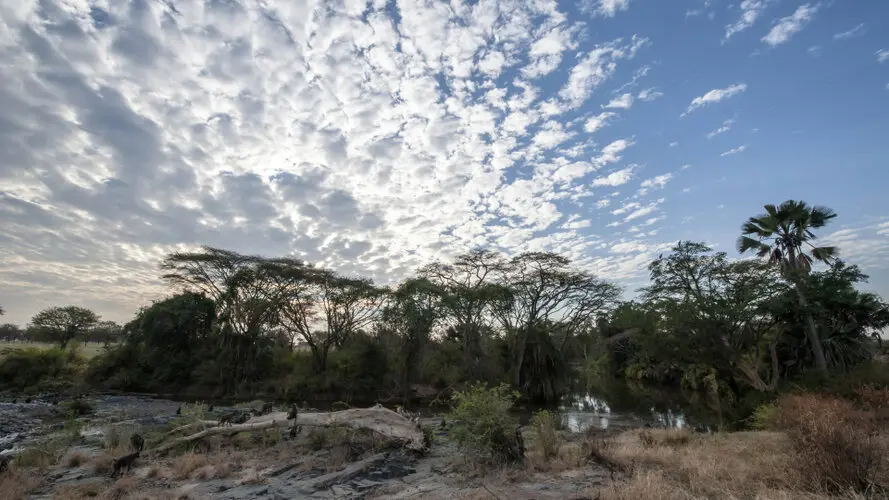 Photographic safari great migration serengeti