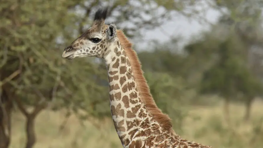 Photographic safari great migration serengeti