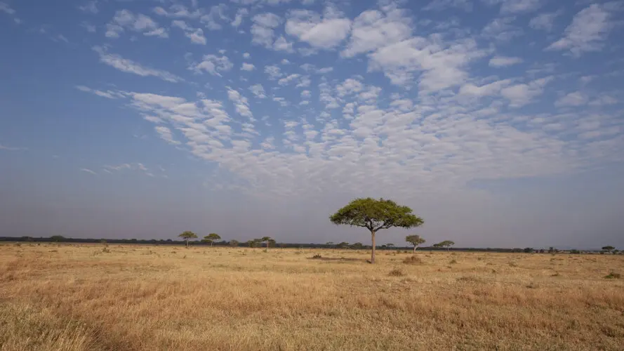 Photographic safari great migration serengeti