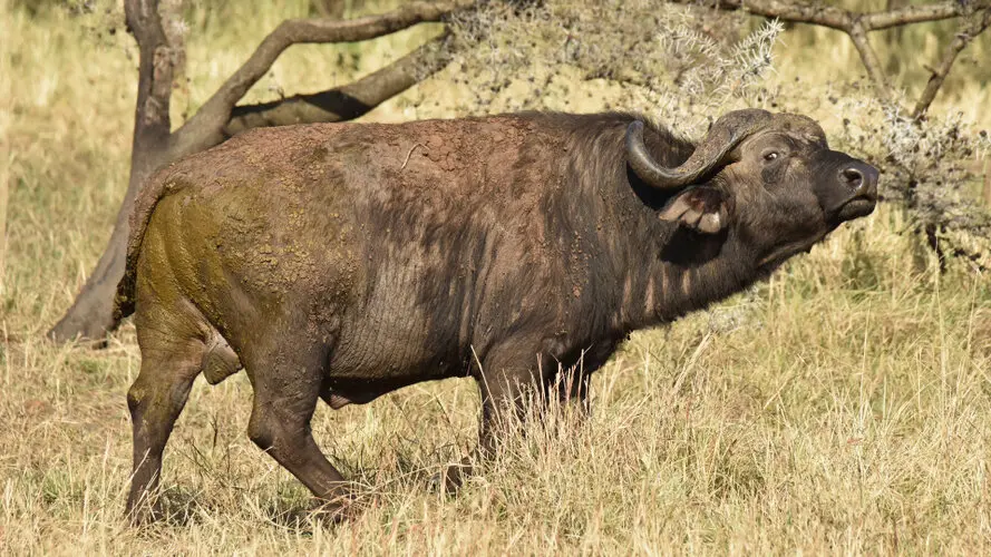 Photographic safari great migration serengeti