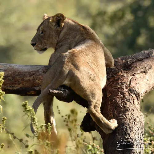 Ngorongoro Conservation Area private safari