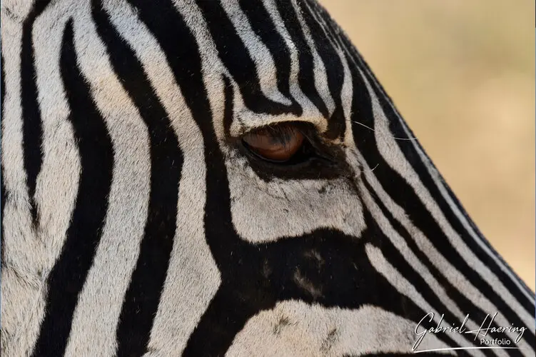 Ngorongoro Conservation Area private safari