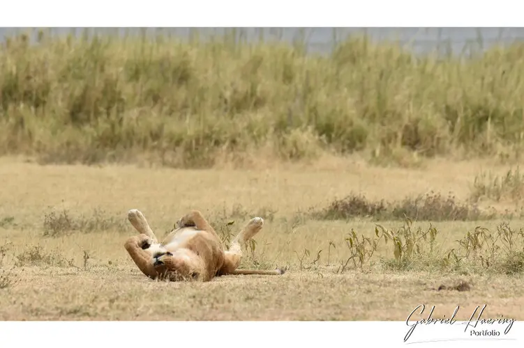 Ngorongoro Conservation Area private safari